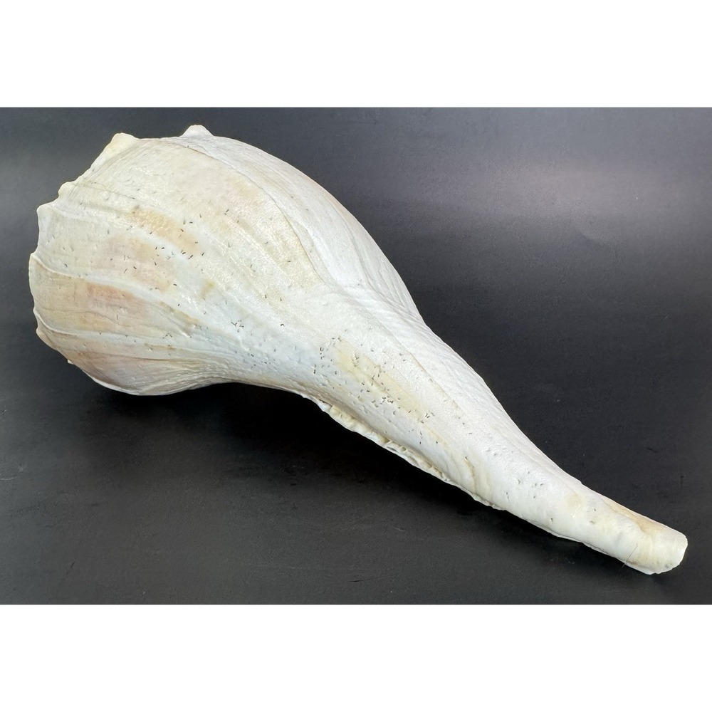 Large 12" Natural Lightning Whelk Shell Coastal Beach Nautical Ocean Decor Left - Picture 11 of 16